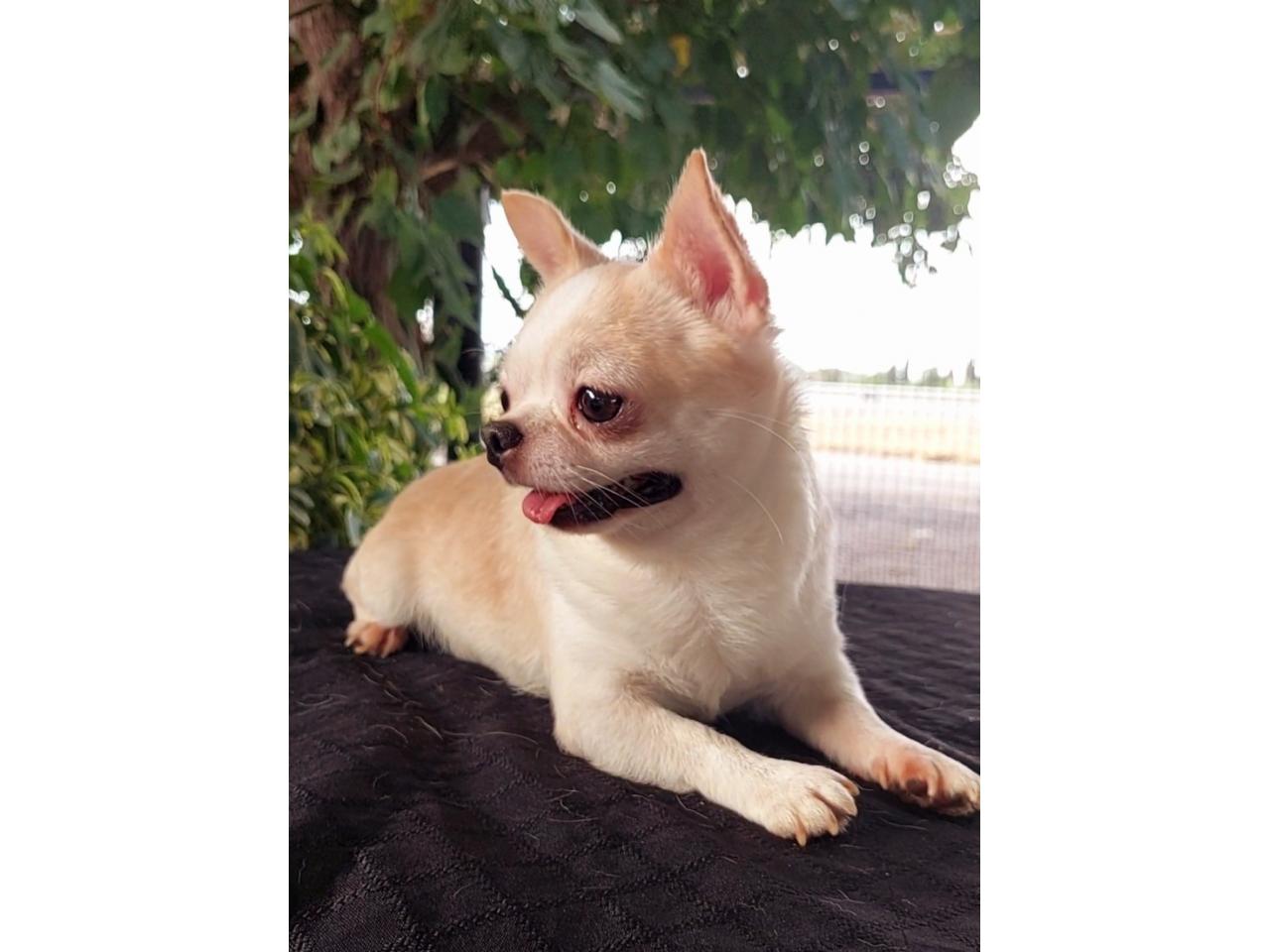 Chihuahua Pelo Largo Cabeza De Venado Chihuahuas Puros - Comprá en San Juan