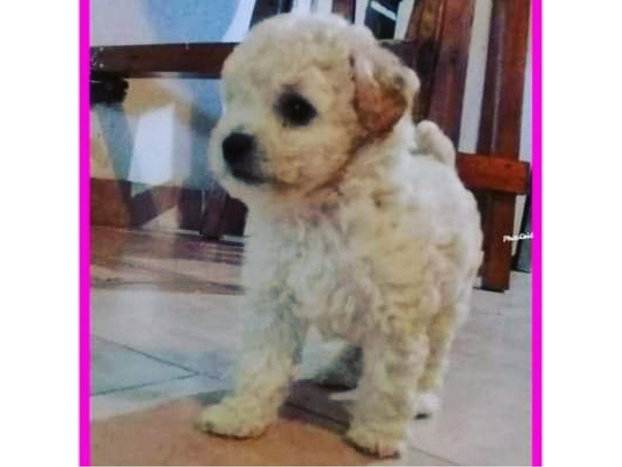 Caniche Mini Toy Comprá en San Juan