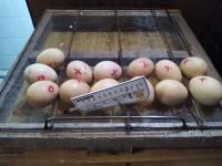 Encubadoras 60 Huevos