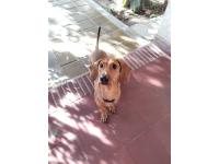 Busco Novia Salchicha Mini