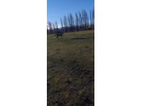 Caballo Y Yegua