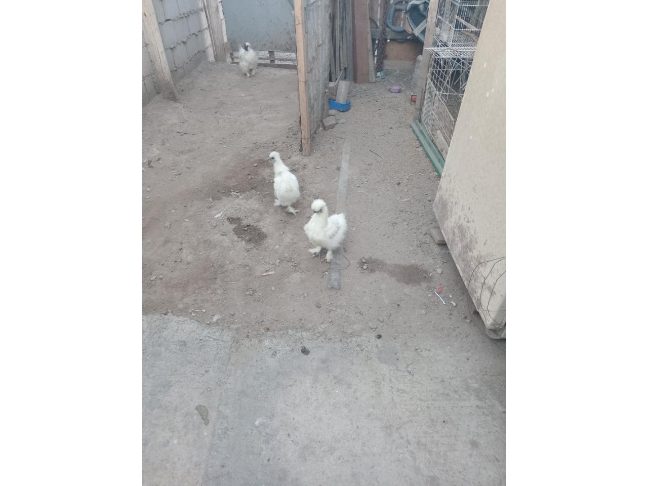 Gallinas Japonesas 2 Meses - Comprá en San Juan