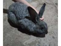 Regalo Conejo Macho