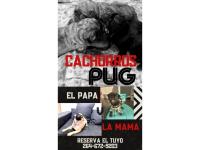Hermosos Pug Carlinos