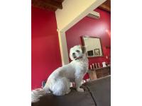 Shith Tzu Ofrece Servicio