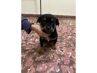 Rottweiler  Macho