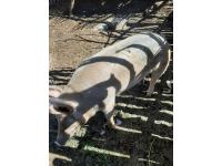 Chancha 180 Kilos Casera