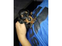 Hermosos Mini Salchichas