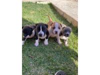 Cachorros Amstaff 