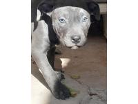 ltimos Pitbull Bullys Queda Un Macho Y Una Hembra
