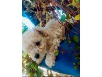 Hermosa Cachorrita Micro Toy Hembrita