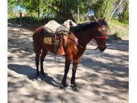 Yegua Redomona De 3 Aos