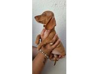 Salchis Kanichen Para Reservar 