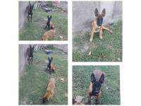 Pastor Belga Malinois