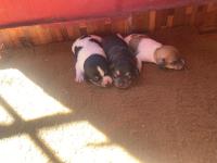 Cachorritos Chihuahuas  Puro  Madre A La Vista