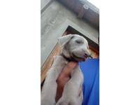 Hermosos Cachorros De Weimaraner
