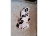 Jack Russell Terrier