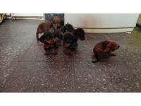 Perritos Salchichas
