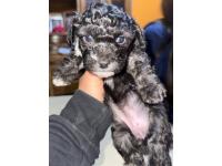 Caniche