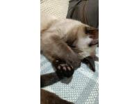 Gatita Siamese Pedrigree