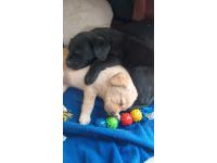 Cachorros Lbradores