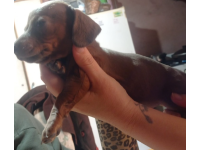 Cachorros Mini Salchichas