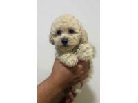 Cachorro Caniche Mini Toy