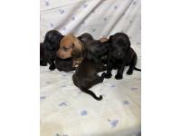 Dachshund Mini Salchicha 