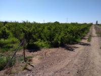 Dueo Vende Chalet Con Enorme Predio. Albardon